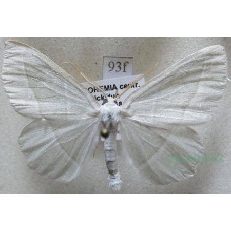 Campaea margaritaria (Linnaeus, 1761) male Ostrolot muszlowiak Czech93f